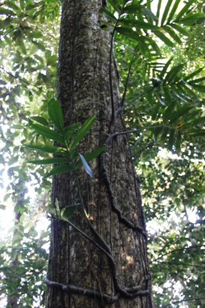 Cây Dẻ tùng (Amentotaxus yunnanensis) có đường kính ngang ngực lên tới 85cm