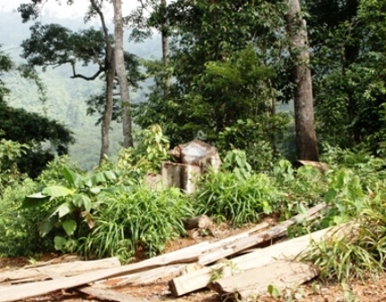 Rừng đầu nguồn A Đăng, xã Tà Rụt, huyện Đakrông, tỉnh Quảng Trị bị đốn hạ không thương tiếc.