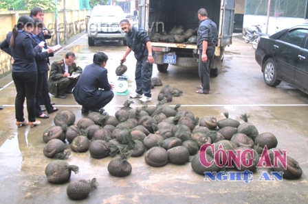 Vận chuyển 450kg động vật hoang dã trái phép