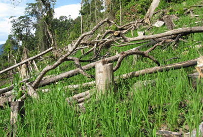 Rừng phòng hộ Sông Tranh 2 bị tàn phá (Ảnh: Công an nhân dân)