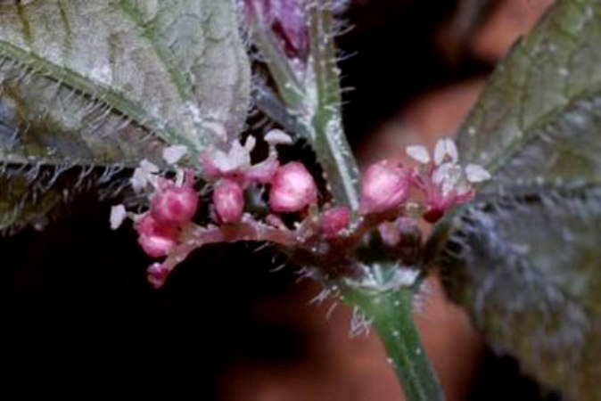Hoa Pilea cavernicola thuộc họ tầm ma