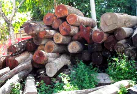 Cây rừng bị tàn phá tại Vườn quốc gia Yok Đôn là biểu hiện của việc bảo vệ môi trường không hiệu quả.