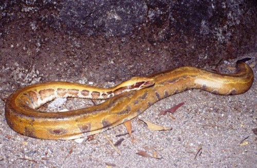 Trăn đuôi ngắn (Python kyaiktiyo) đang có nguy cơ tuyệt chủng do mất môi trường sống, săn bắn bất hợp pháp để lấy thịt, da và bị buôn bán làm vật nuôi lạ