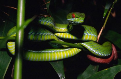  Loài rắn lục có đôi mắt màu hồng ngọc (ngọc đỏ), có tên khoa học Cryptelytrops rubeus