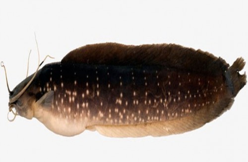  Cá da trơn “biết đi” (Clarias gracilentus), chúng dùng vây ngực để đứng thẳng và di chuyển giống như rắn