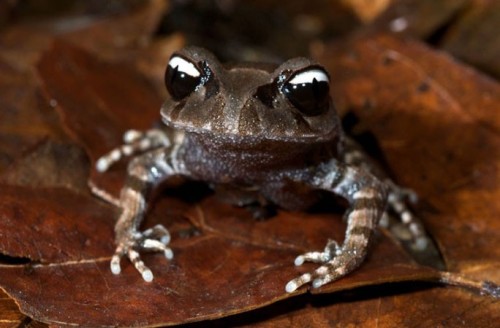 Loài ếch mắt có hai màu đen và trắng trông như biểu tượng âm – dương