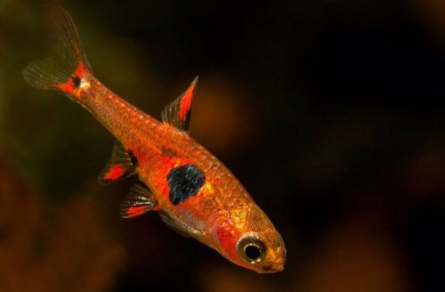 Cá màu (Borarus naevus)