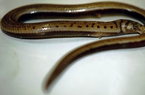 Thằn lằn 2 chân (Jarujinia bipedalis), chúng chỉ có 2 chân trước, không có chân sau.