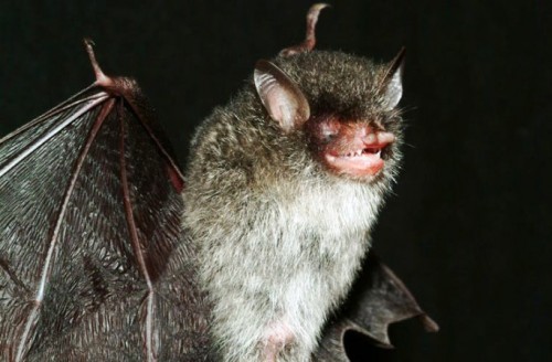 Loài dơi mũi ống Beelzebub (còn được gọi với cái tên khác là dơi mặt quỷ) được tìm thấy ở Việt Nam