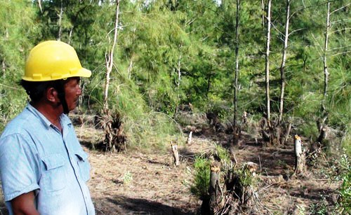 Ông Quế và khu vực rừng phòng hộ thôn Huỳnh Giản Bắc đang bị chặt phá (Ảnh: Hoàng Trọng/Thanh Niên)