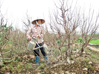 Năm nào người trồng đào tết ở Hà Nội cũng lo chuyện đào trổ hoa quá sớm.