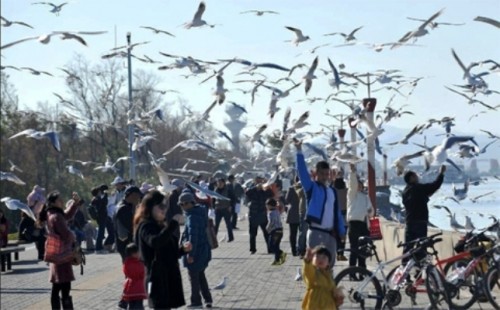 Khoảng 35.000 con mòng biển đầu đen bay trên đầu người dân và du khách khi họ tham quan hồ Điền Trì ở thành phố Côn Minh, tỉnh Vân Nam, Trung Quốc vào ngày 6/1