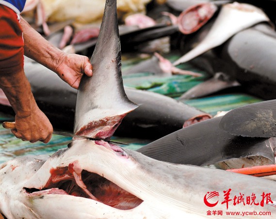 Theo thống kê của Liên Hợp Quốc, trung bình mỗi ngày con người cắt vây của khoảng 30.000 cá mập, tương đương với 10 triệu con mỗi năm. Tuy nhiên, theo các tổ chức bảo vệ động vật hoang dã,  con số này trên thực tế còn cao hơn nhiều