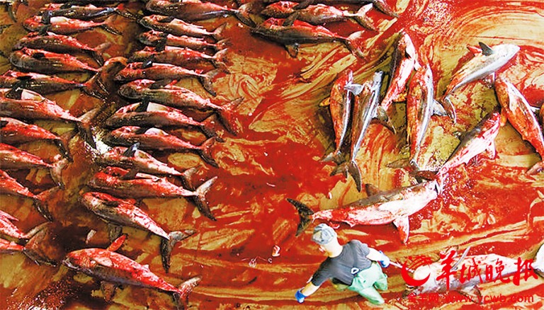 Một cảnh tượng đẫm máu tại xưởng khai thác vây cá mập ở Nhật Bản được chụp cách đây mấy năm
