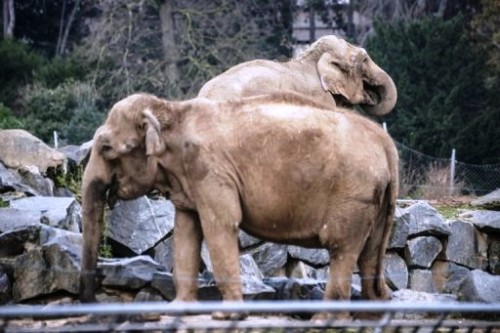 Hai chú voi ốm yếu Baby và Nepal (Ảnh: AFP)