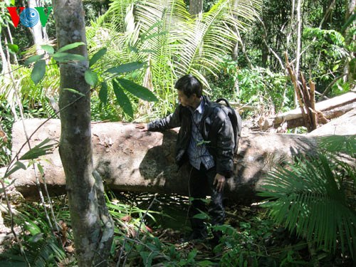 Cả năm 2012, Đắc Lắc phát hiện xử lý hơn 2.000 vụ vi phạm luật Bảo vệ -Phát triển rừng (Ảnh: VOV)