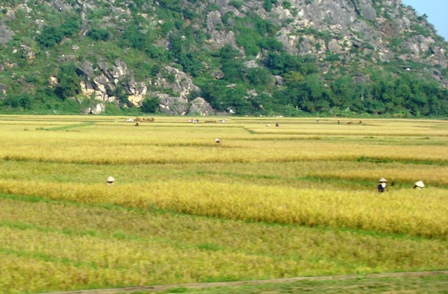 Một cánh đồng lúa ở Nghệ An (Ảnh: ThienNhien.Net)