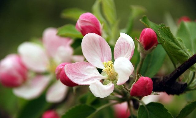 Hoa táo bừng nở mỗi độ xuân về… (Ảnh: Aliexpress.com)