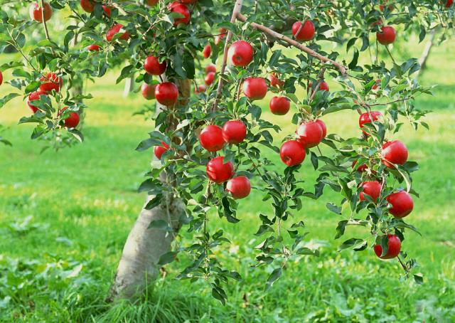 Quả táo khi chín có màu đỏ rất bắt mắt (Ảnh: Fineartamerica.com)
