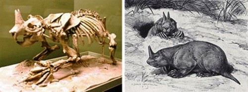 Ceratogaulus Rhinoceros là một loài tê giác tuyệt chủng từ thời tiền sử