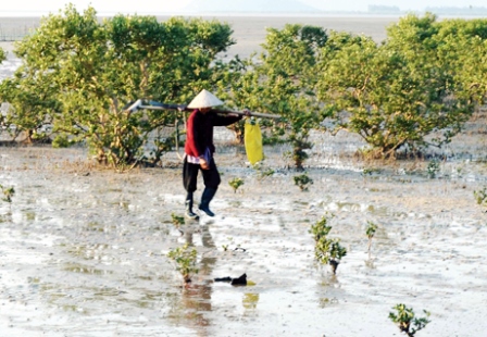 Rừng ngập mặn Đồng Châu, xã Tiên Lãng (Tiên Yên) tạo việc làm cho hơn 40% người dân trong thôn
