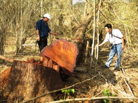 Một cây giáng hương có đường kính gốc 1m bị lâm tặc đốn hạ tại tiểu khu 507 (Ảnh: qdnd.vn)