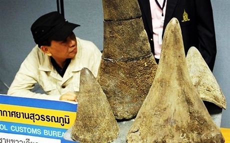 Indonesia bắt nhóm người buôn vẩy tê tê và mỏ loài chim mỏ sừng