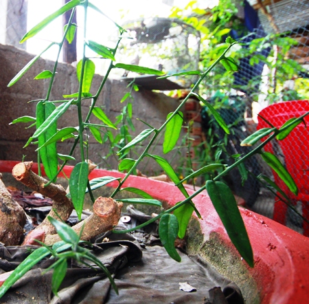 Cây xáo tam phân được người dân giâm trồng trong chậu cảnh (Ảnh: Dân Việt)