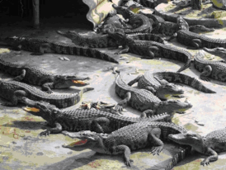 Cá sấu là loài động vật hung dữ, nếu không được nuôi trong chuồng trại đủ tiêu chuẩn có thể gây nguy hiểm cho con người (Ảnh minh họa: vinhlong.agroviet.gov.vn)