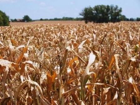 Cánh đồng ngô khô héo do hạn hán tại một trang trại ở Georgetown, bang Indiana ngày 15/8/2012 (Nguồn: AFP/TTXVN)