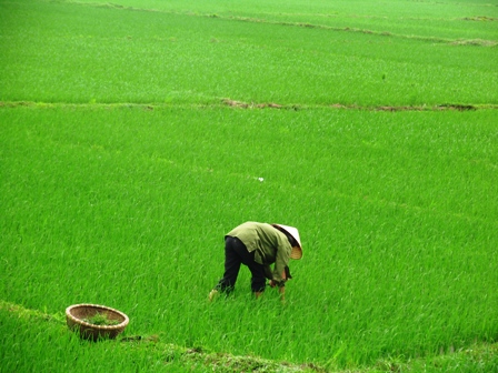 Bắc Ninh có 33.500 ha đất trồng lúa (Ảnh: ThienNhien.Net)