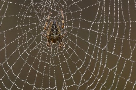 Mạng nhện (Ảnh: Bernard Castelein/Naturepl.com)