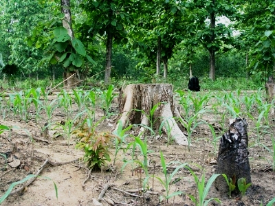 Một khoảnh rừng tếch tại xã Thanh Sơn, huyện Định Quán vừa bị đốn hạ để trồng bắp (Ảnh: Tiền Phong)