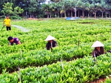Công nhân Lâm trường Ba Tơ chăm sóc cây giống trong vườn ươm. (Ảnh: Thanh Long/TTXVN)