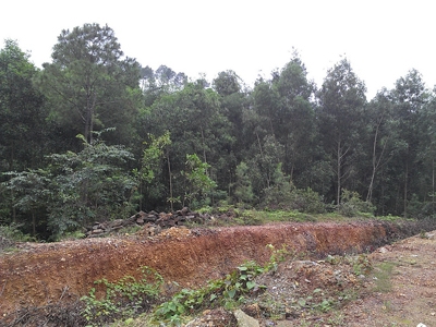 Đất, rừng của Cty Lâm nghiệp Tiền Phong luôn nằm trong tình trạng bị xâm hại, lấn chiếm do nhu cầu trồng rừng kinh tế của dân tăng đột biến (Ảnh: Ngọc Văn/Tiền Phong)