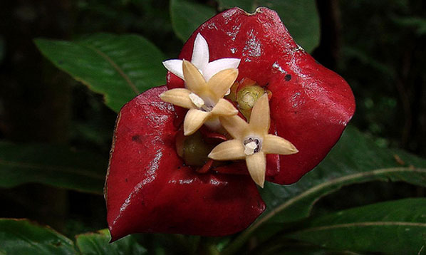 Một bông hoa môi màu đỏ thẫm