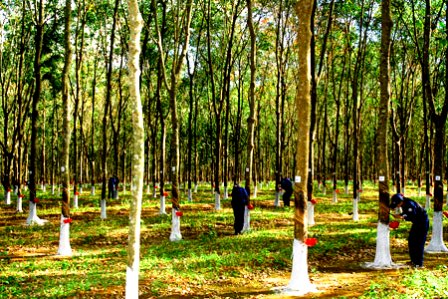 (Ảnh minh họa: xttm.agroviet.gov.vn)