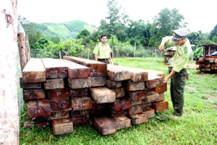 Gỗ do lâm tặc vận chuyển trên tuyến đường Khánh Lê - Lâm Đồng bị Trạm Quản lý và bảo vệ rừng Sơn Thái (huyện Khánh Vĩnh) tịch thu
