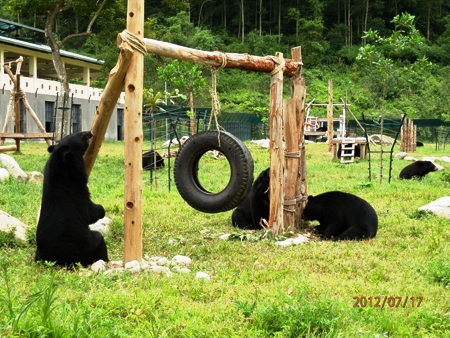 Gấu được nuôi dưỡng tại Trung tâm Cứu hộ gấu Tam Đảo