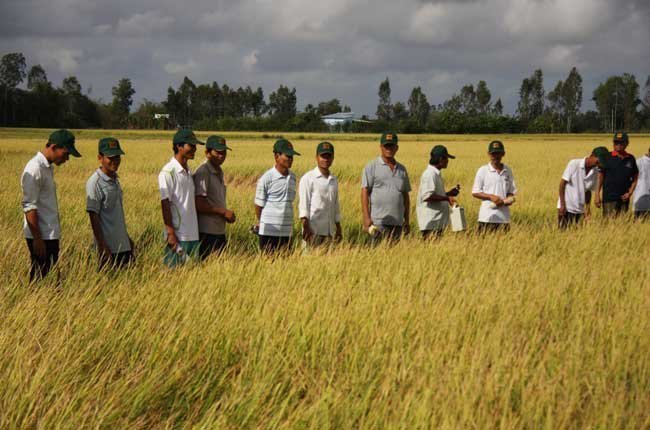"Cánh đồng mẫu lớn" có phải là "thần dược" cho sản xuất luá gạo? (Ảnh: Thời báo Kinh tế Sài Gòn Online)