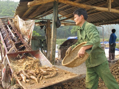 Một ngày, một máy tiêu thụ cả trăm tấn sắn củ.