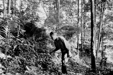 Ông Vi Văn Thi chăm sóc rừng trồng