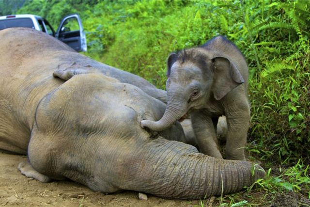 Chú voi 3 tháng tuổi còn sống sót đang cố gắng lay mẹ dậy 
