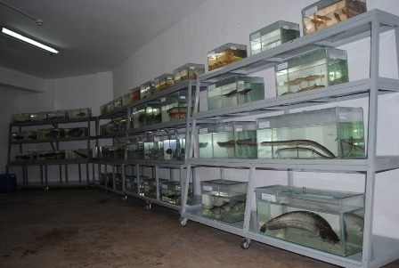 Một góc bảo tàng cá (Ảnh: Nguyễn Lộc/Pháp luật TP.HCM)