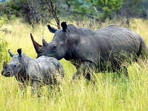 Tê giác đen tại Nam Phi (Nguồn: csmonitor.com/VietnamPlus)