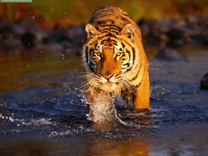 Hổ Bengal đang bị đe dọa tuyệt chủng tại khu vực Nepal và Ấn Độ. (Ảnh: true-wildlife.blogspot.com/VietnamPlus)