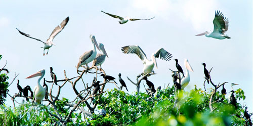 Nhiều loài chim quy hiếm ở vườn chim Bạc Liêu (Ảnh: Trần Thanh Phong/Thanh Niên)