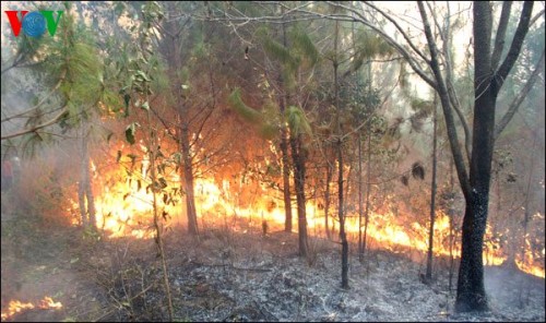 Cháy rừng ở rừng phòng hộ Bắc Biển Hồ, Gia Lai (Ảnh: VOV)
