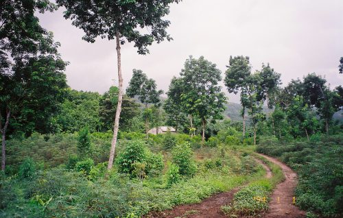 Rừng trồng ở Lào Cai (Ảnh: laocai.gov.vn)