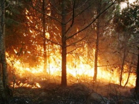 Toàn bộ thiệt hại do đám cháy gây ra tại khu vực rừng phòng hộ Bắc Biển Hồ ước chừng khoảng gần 500ha (Ảnh: Quang Thái/TTXVN)
